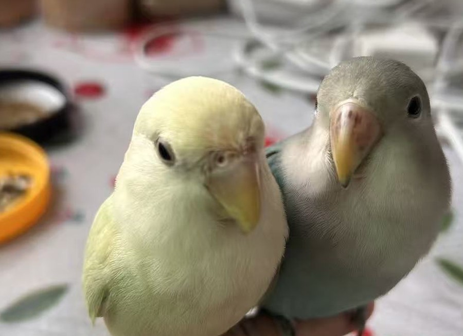 想想和胖虎