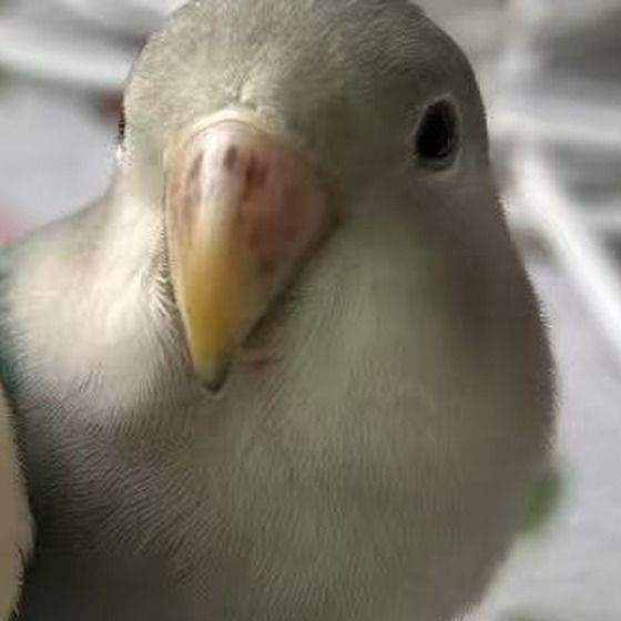 胖虎